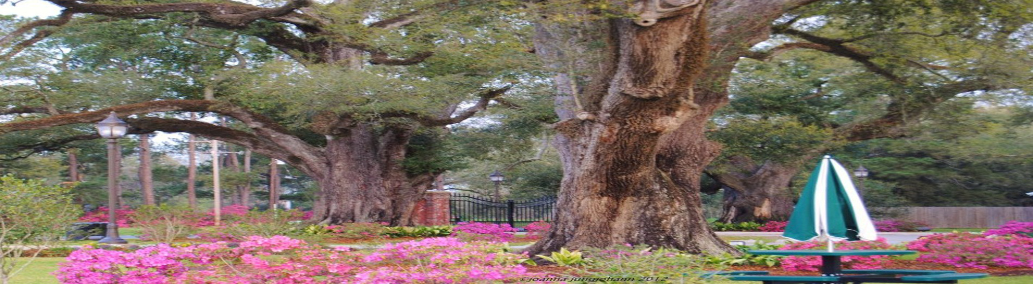 Village of Grosse Tete Oak Tree